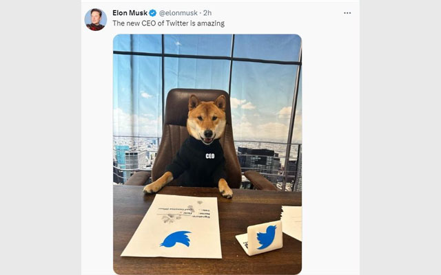 İlon Mask iti “Twitter”in baş direktoru təyin edib