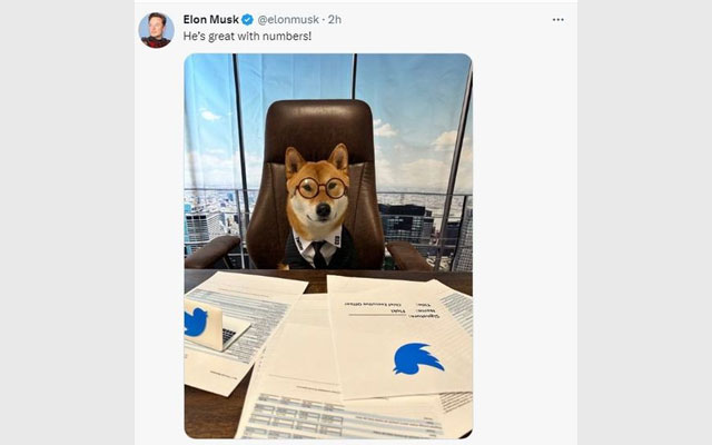 İlon Mask iti “Twitter”in baş direktoru təyin edib